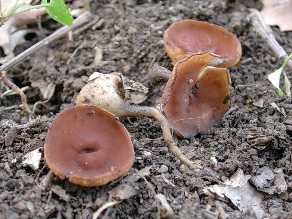 1319 Aprile vecchio ritrovamento